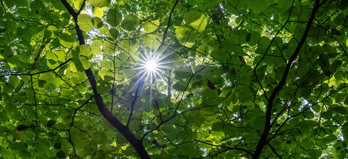 Sunlight filtering through a quiet green forest canopy, nature and mind