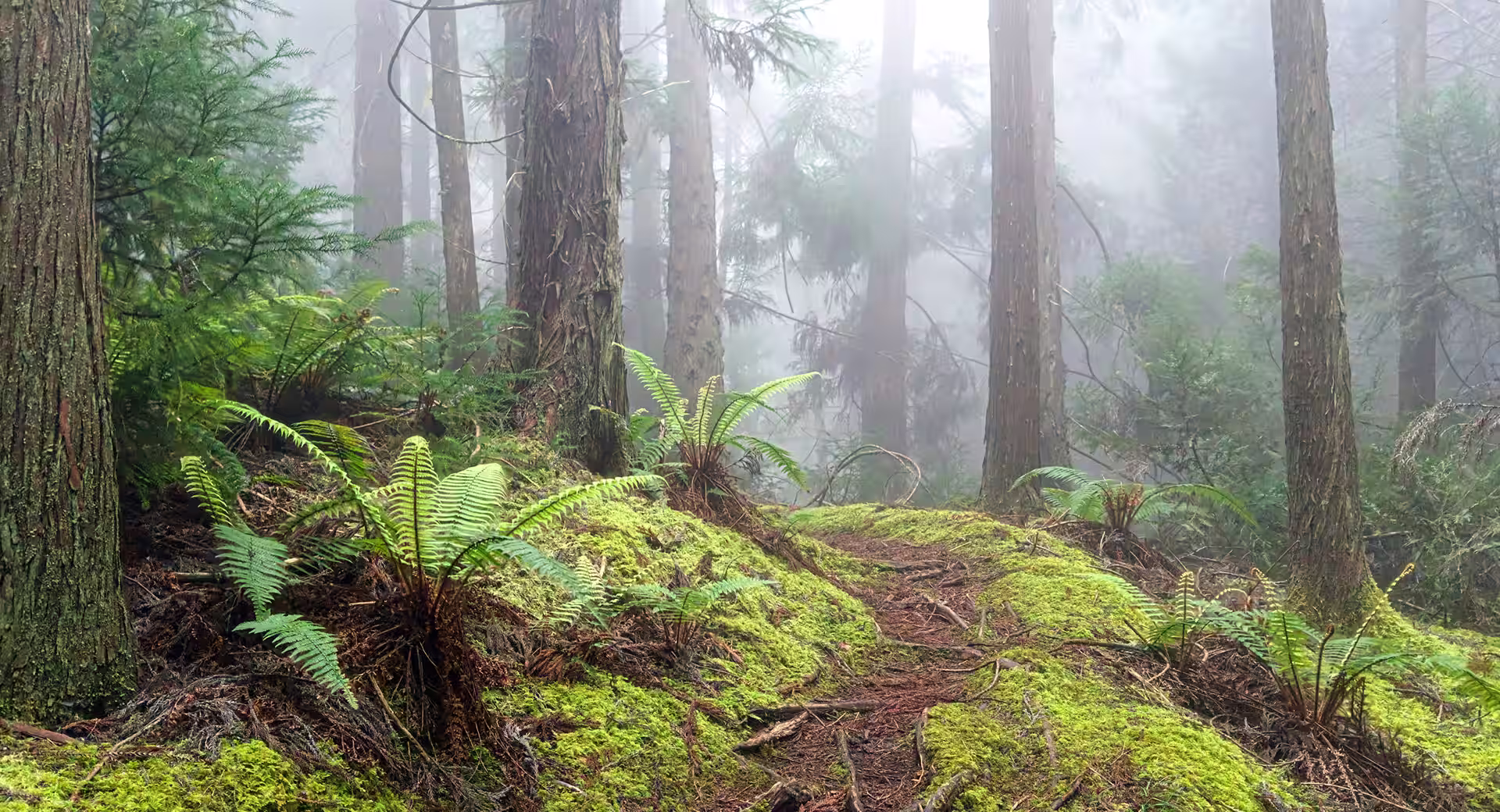 Misty old-growth forest with ferns and moss-covered ground, the kind of environment studied in shinrin-yoku forest bathing research