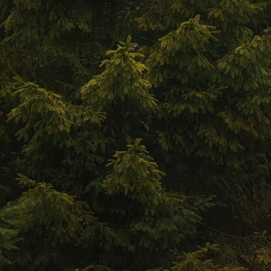 Dense conifer branches in a dark forest — trees like spruce and fir release phytoncides linked to forest bathing immune benefits