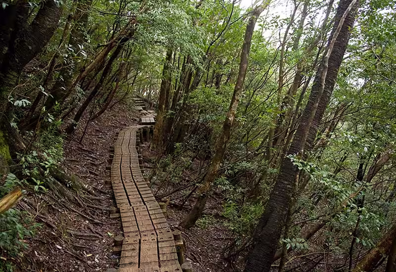Wooden forest trail winding through dense trees in Yakushima forest in Japan, where shinrin-yoku forest bathing was developed as a therapeutic practice